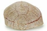 Inflated Fossil Tortoise (Stylemys) w/ Limb Bones - South Dakota #373009-5